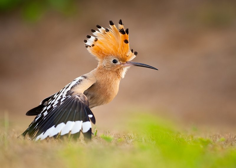 Hoopoe фото превью