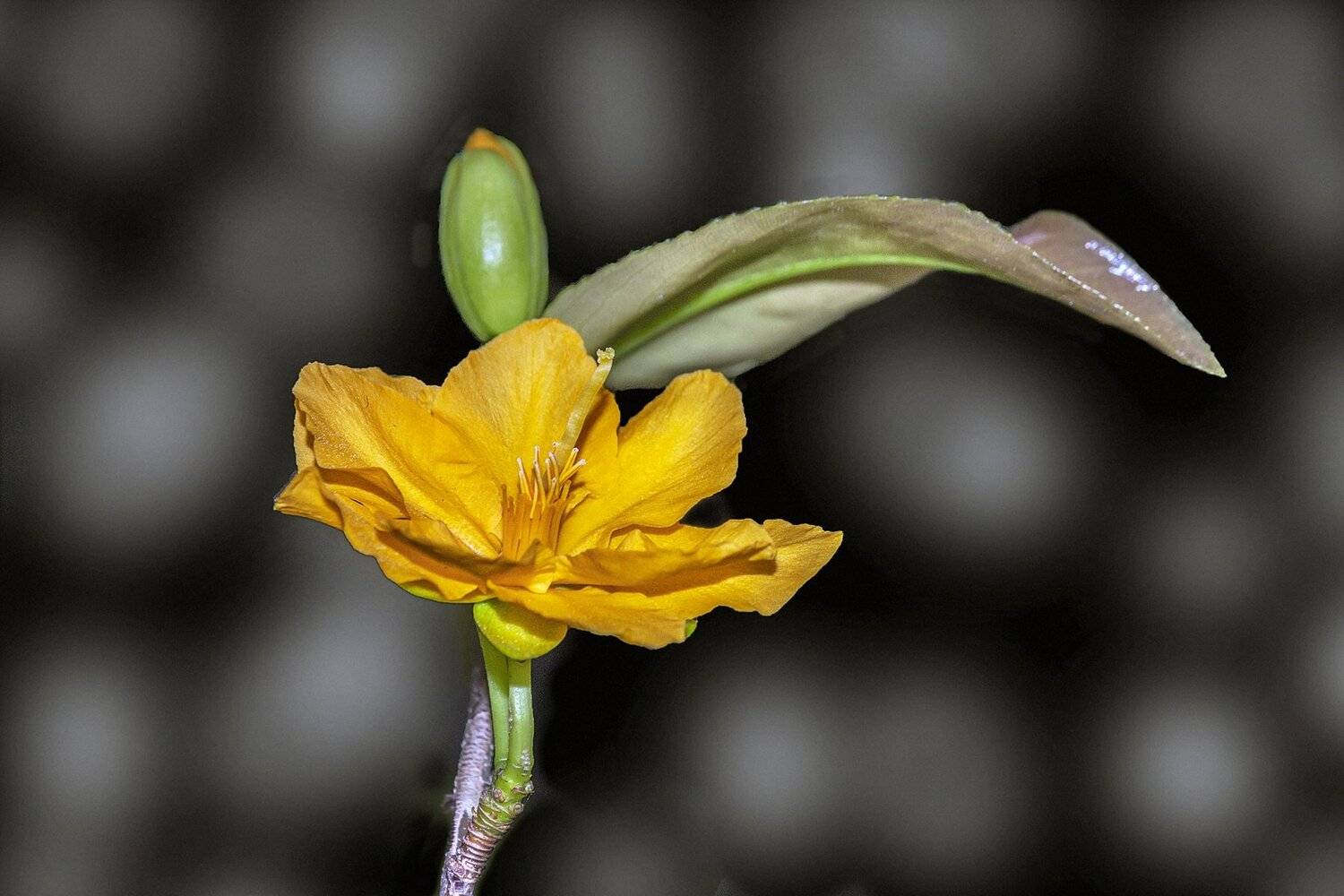 Ochna integerrima, yellow, spring, blossom, blooming, petal, flower, nature, natural, plant, tropical, season, close up, macro, sharp, background, beautiful, beauty, NeCoTi ChonTin