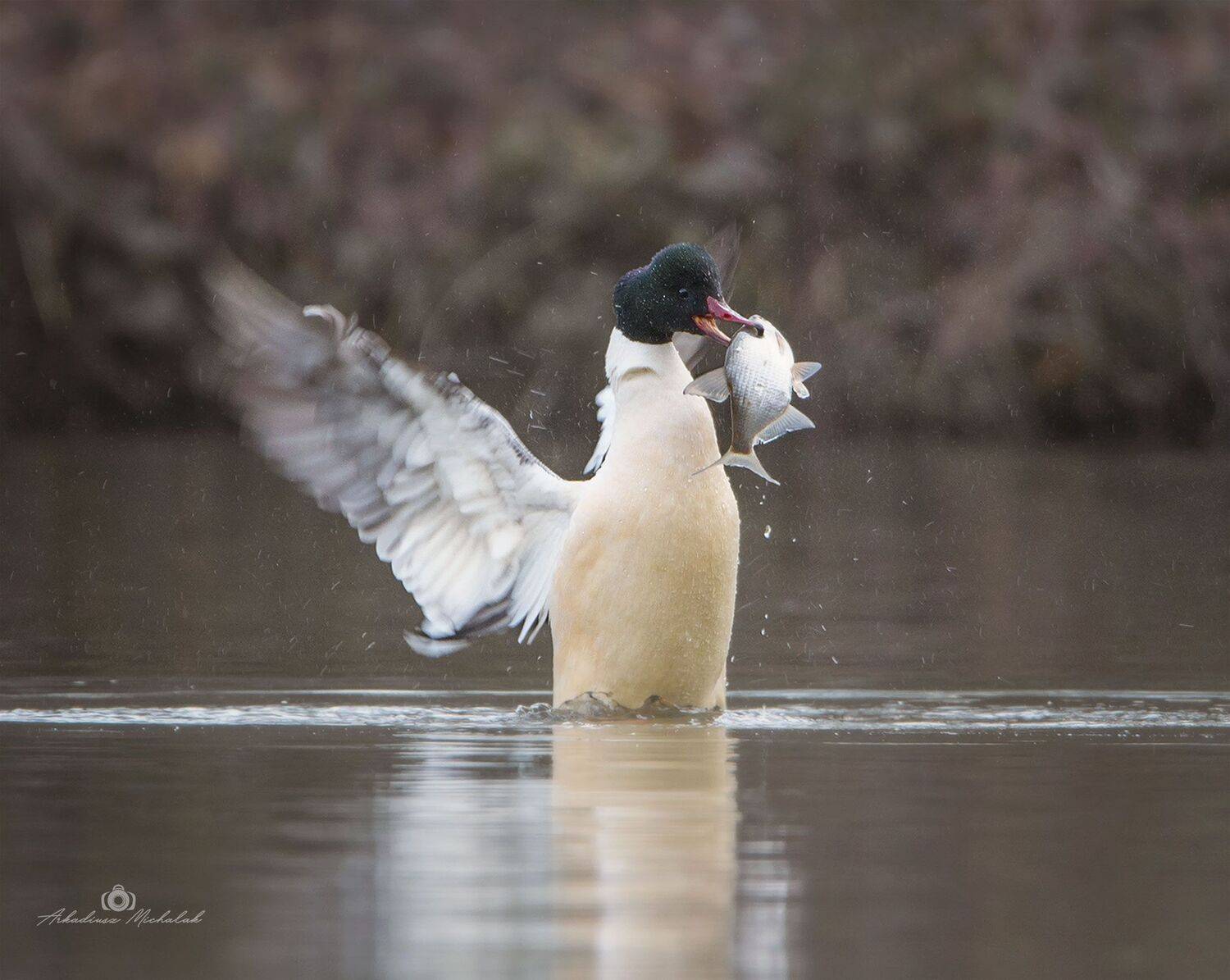 , Arkadiusz Michalak