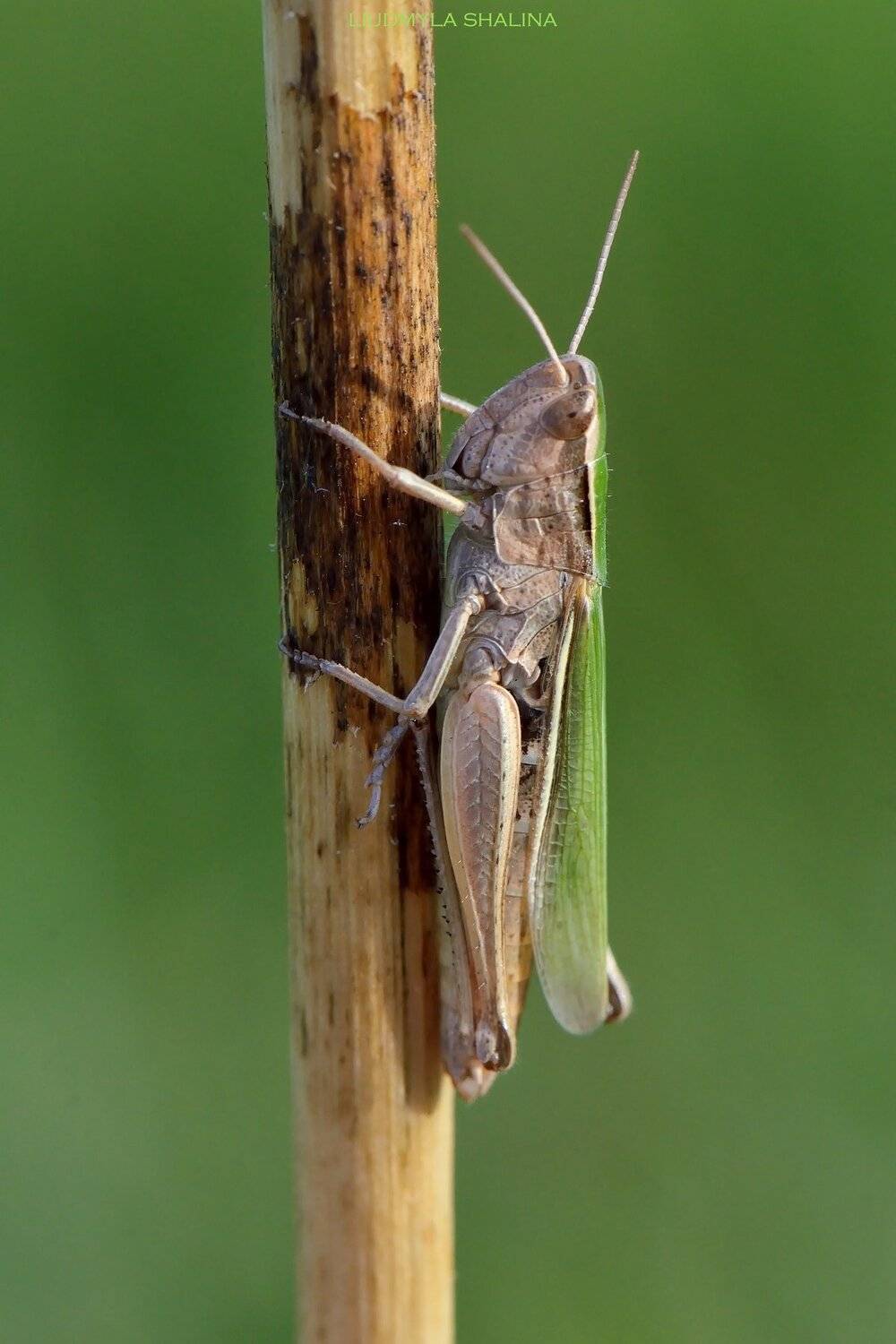 , Людмила Шалина