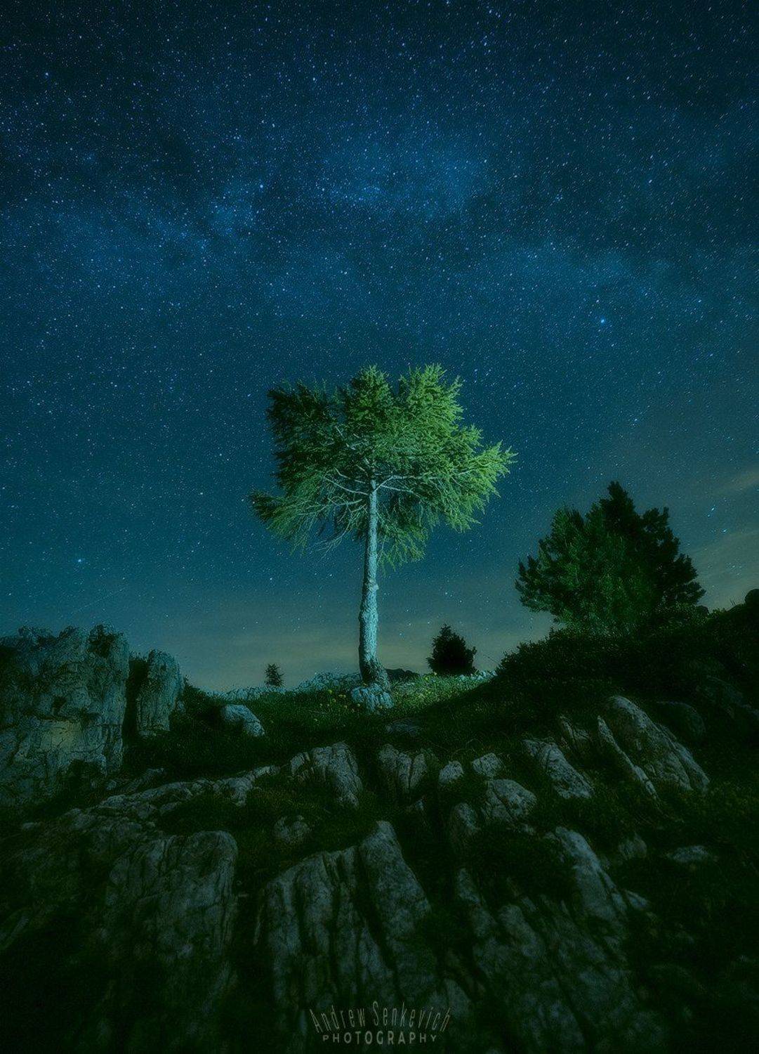 доломиты, dolomiti, dolomites, night, ночь, milky way, млечный путь, дерево, Андрей Сенкевич