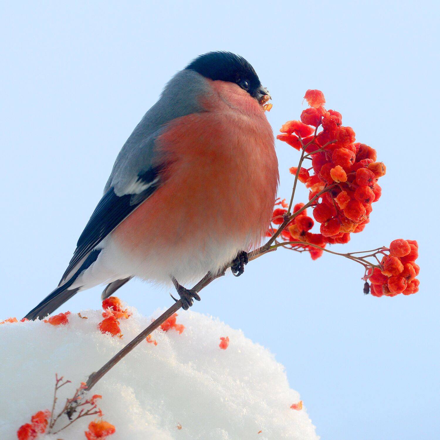 , Михаил Белоусов