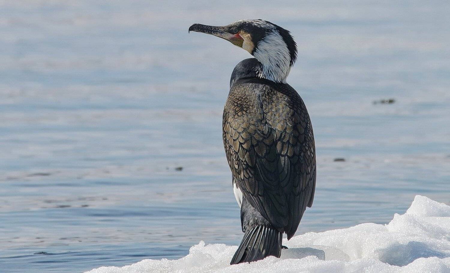баклан, Волга, зима, Дмитрий Михайлюк