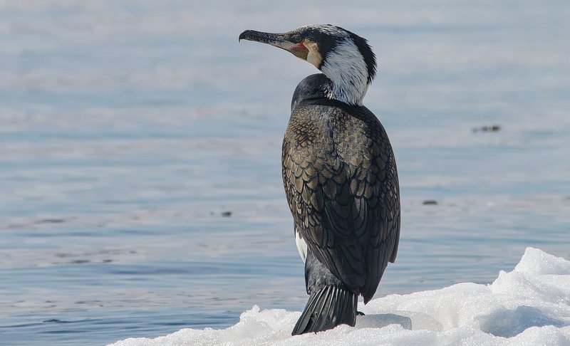 баклан, Волга, зима Большой баклан фото превью