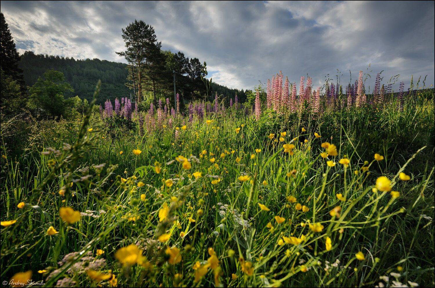 , Андрей Шумилин