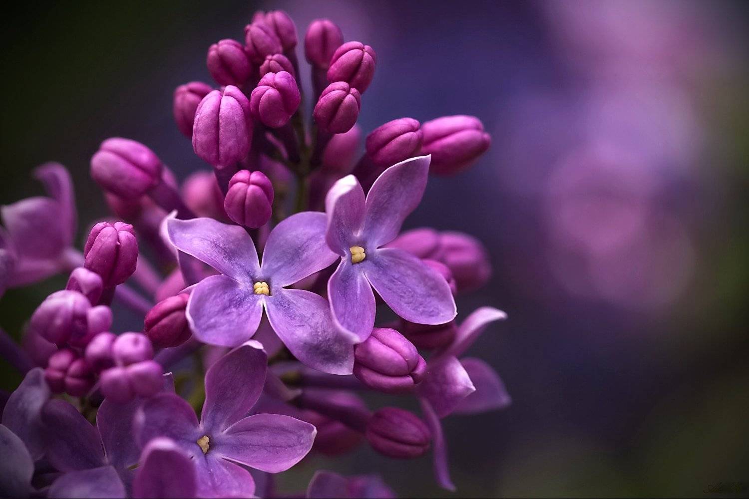 , Razgulyaev Aleksandr