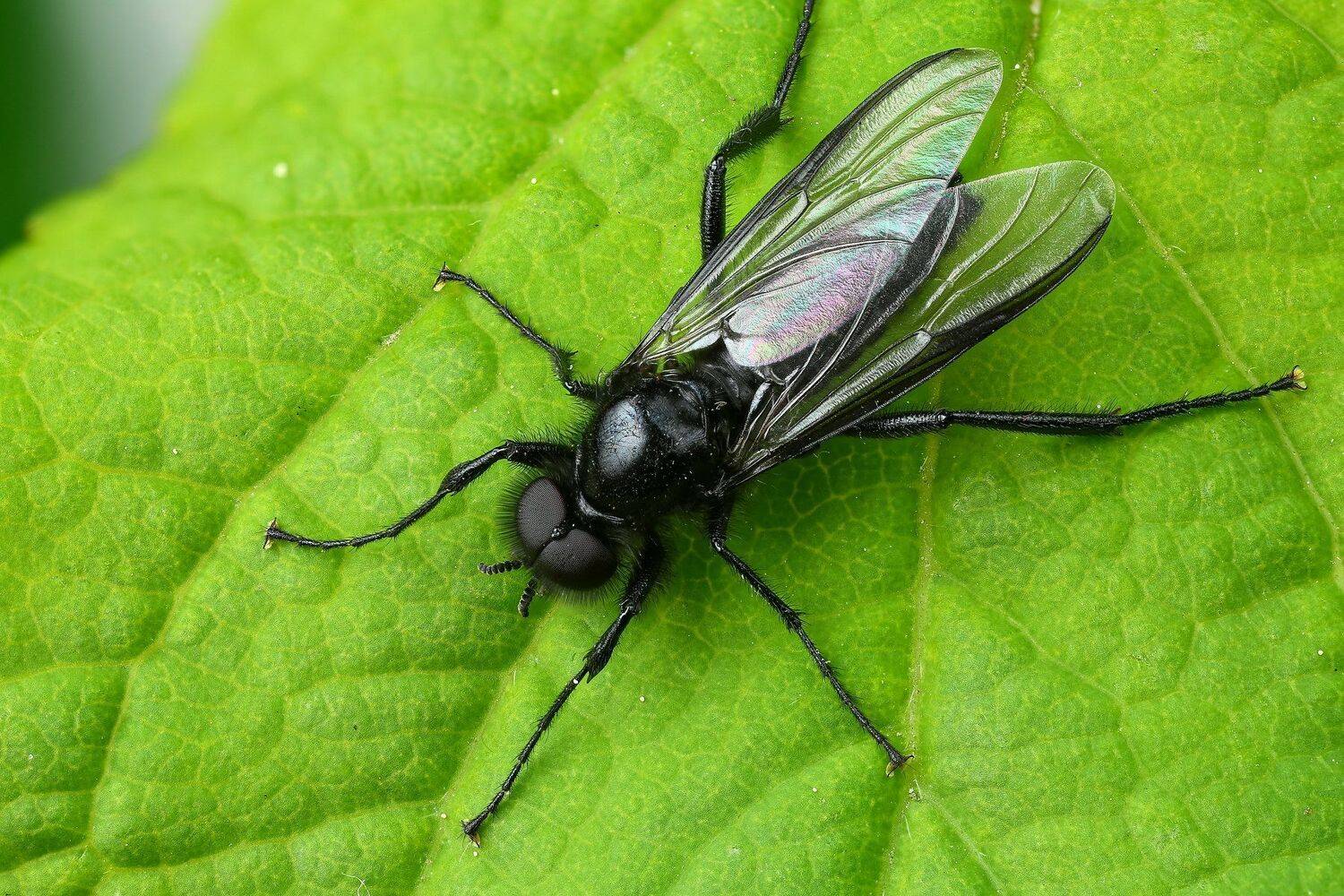 комар макро природа цвет зеленый растение, Андрей Шаповалов