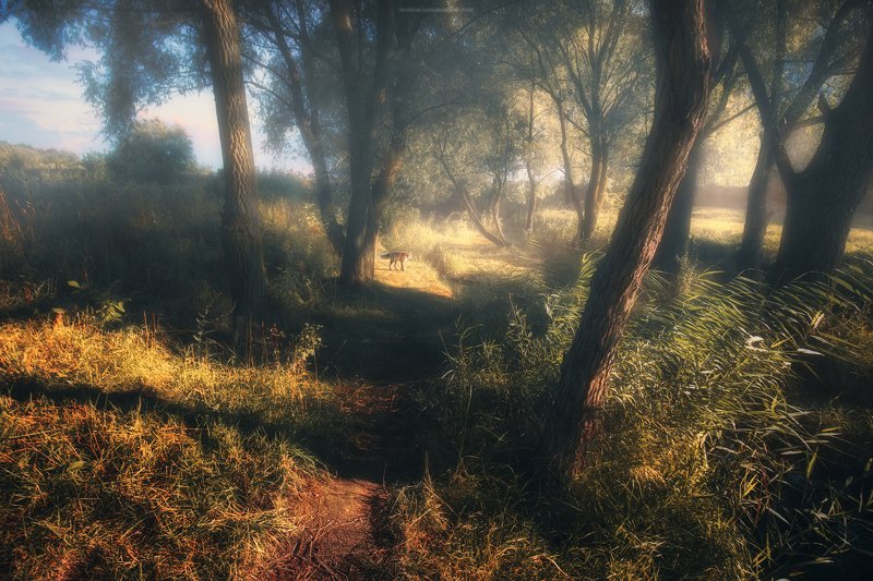 тропа, лес, утро, туман, лиса, деревья, лес, природа, пейзаж, рассвет, свет Летнее утро фото превью