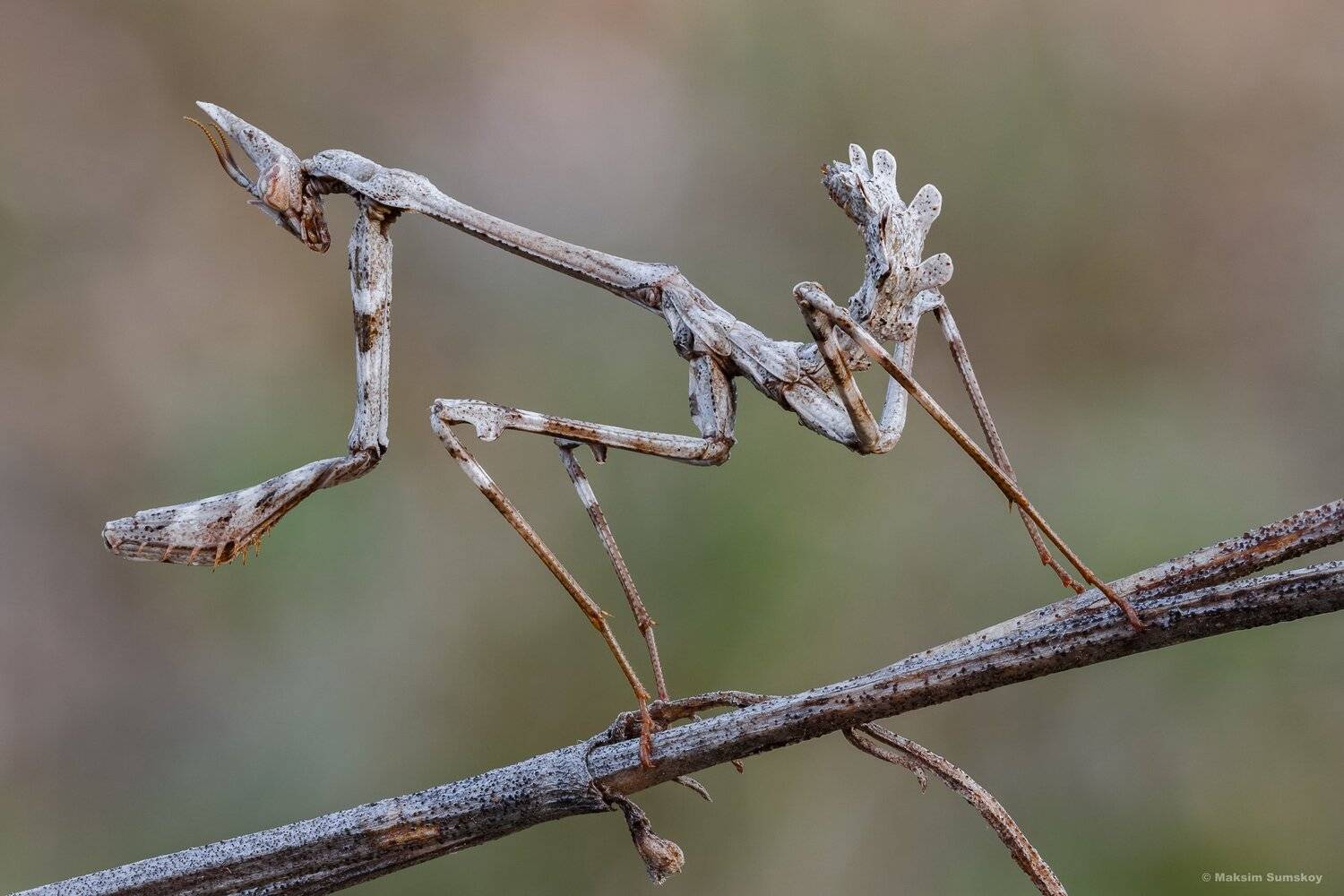 макро,стекинг,вега-11у, Максим Сумской