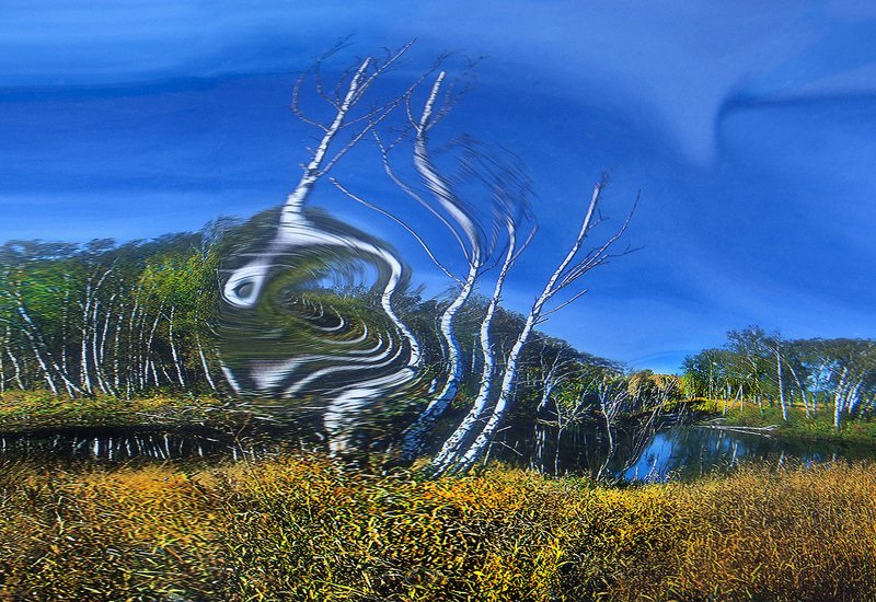 Берёзовая полинезия фото превью