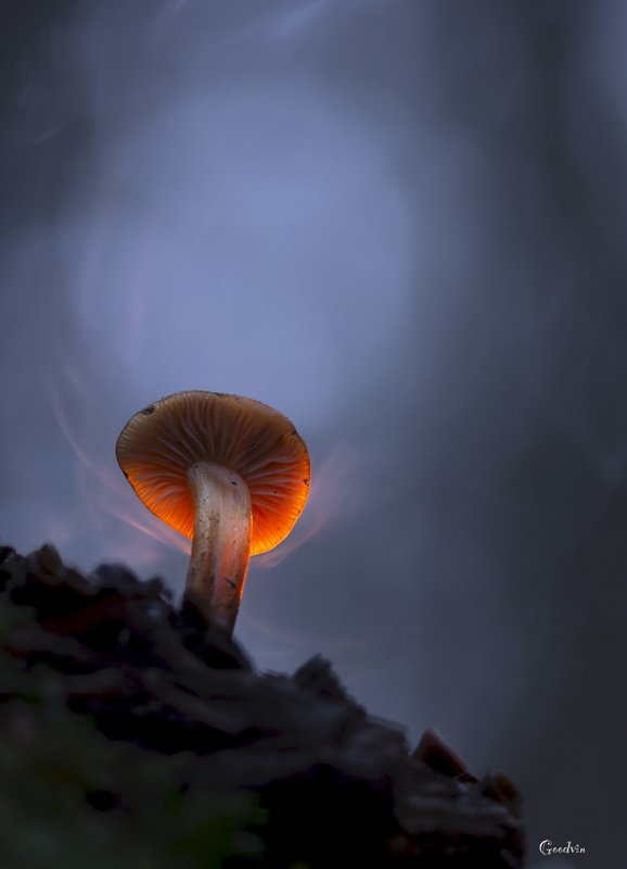 Лесной огонёк фото превью