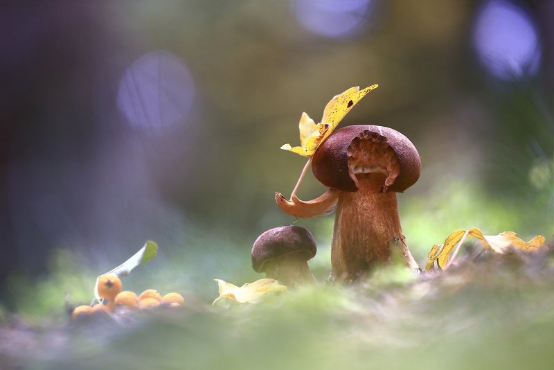 Гриб.лес.осень.лист. Под зонтиком фото превью