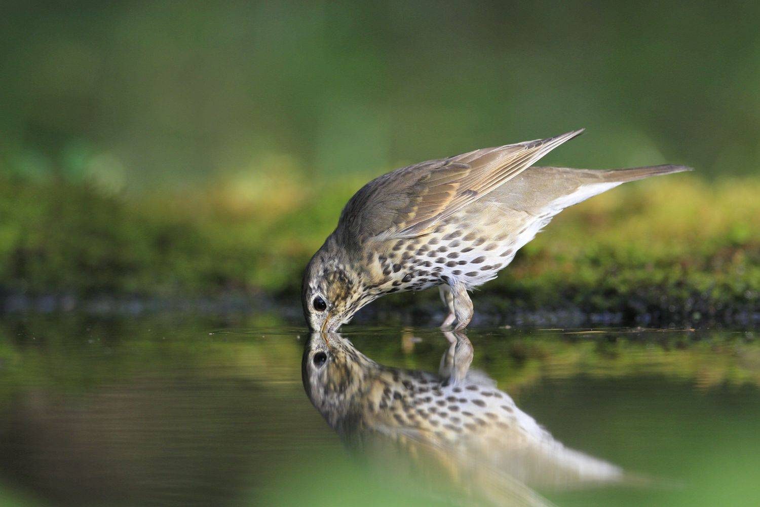 , Елена Куликова