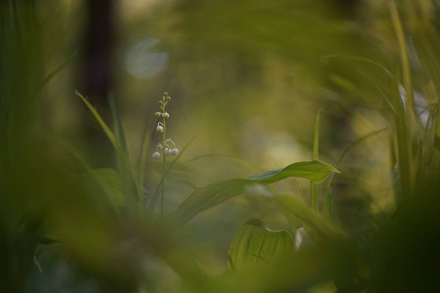 , Кузнецов Дмитрий