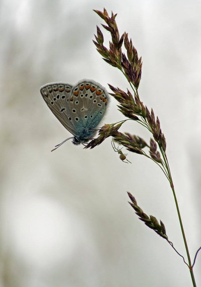 Бабочка, паук, Чепленко Алексей
