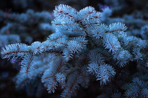 Blue spruce
