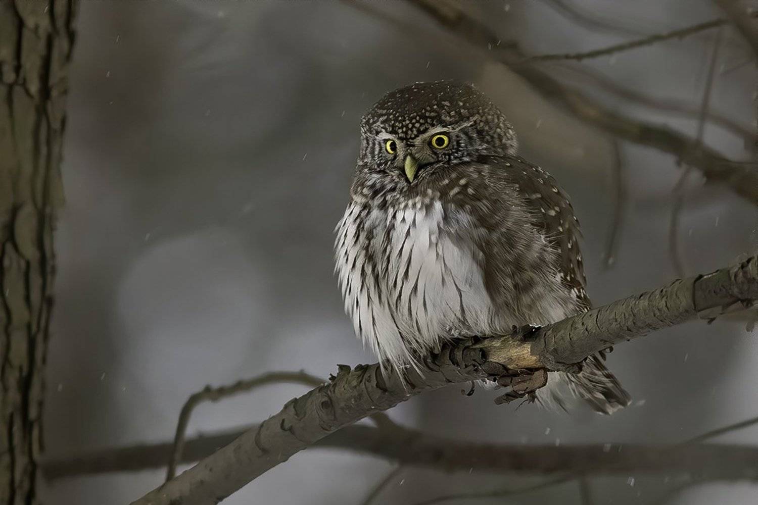 птица, сыч, лес, Наталия Сытина