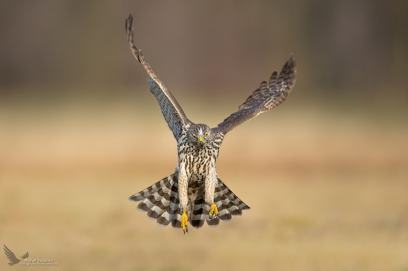 Jastrząb, Northern Goshawk (Accipiter gentilis) ... 2020r фото превью
