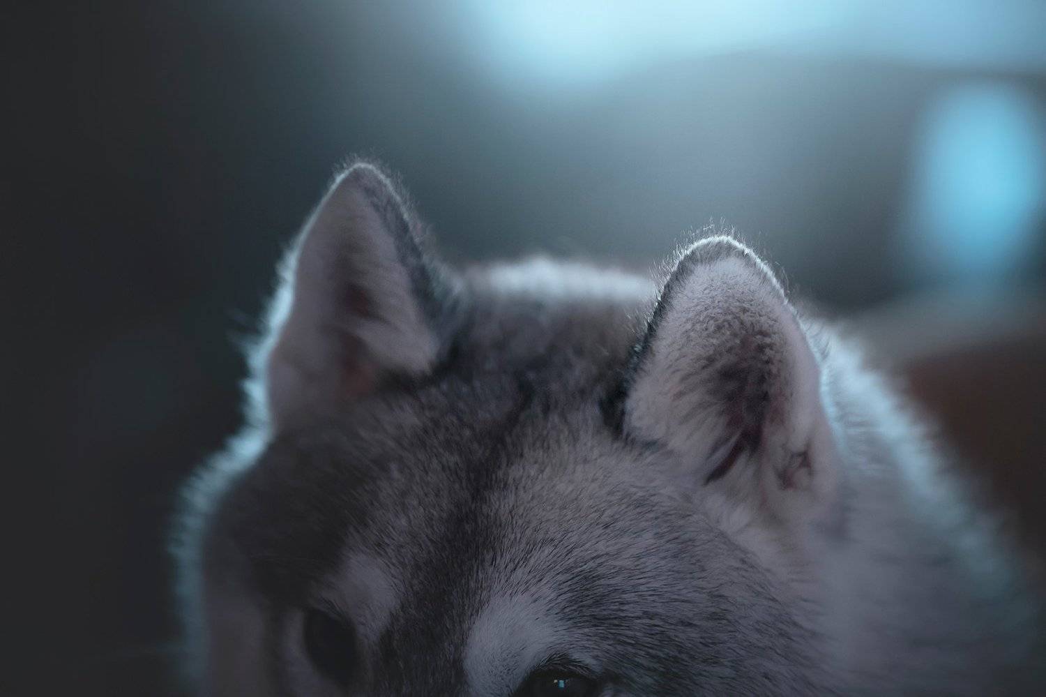 сибирский хаски, Erika Tsogoeva