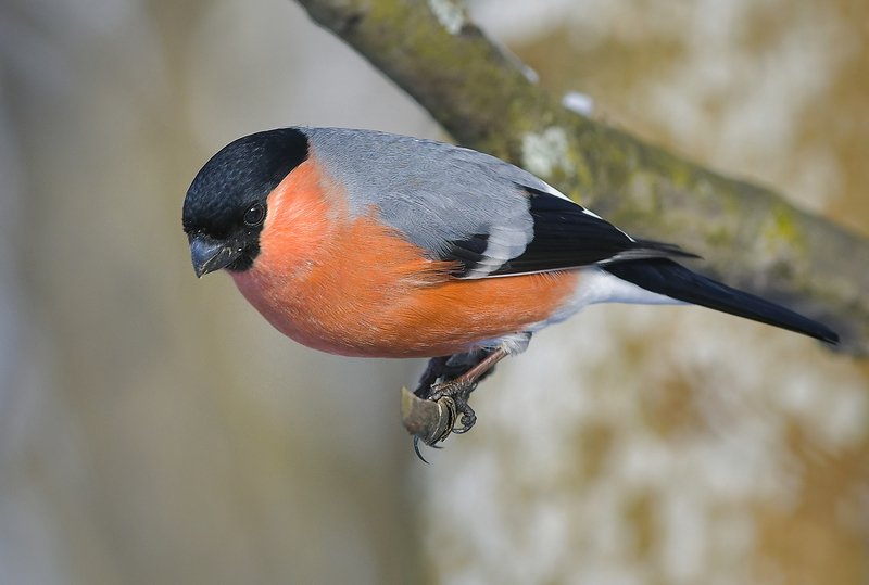 снегирь *** фото превью