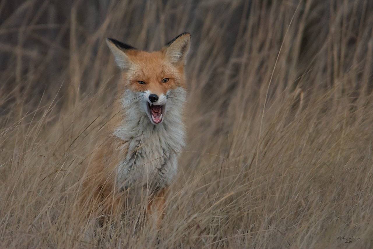 , Валерий Субачев