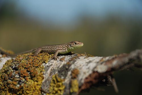 animal