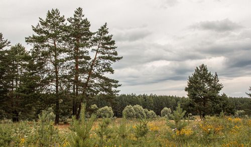 Молодые сосны...