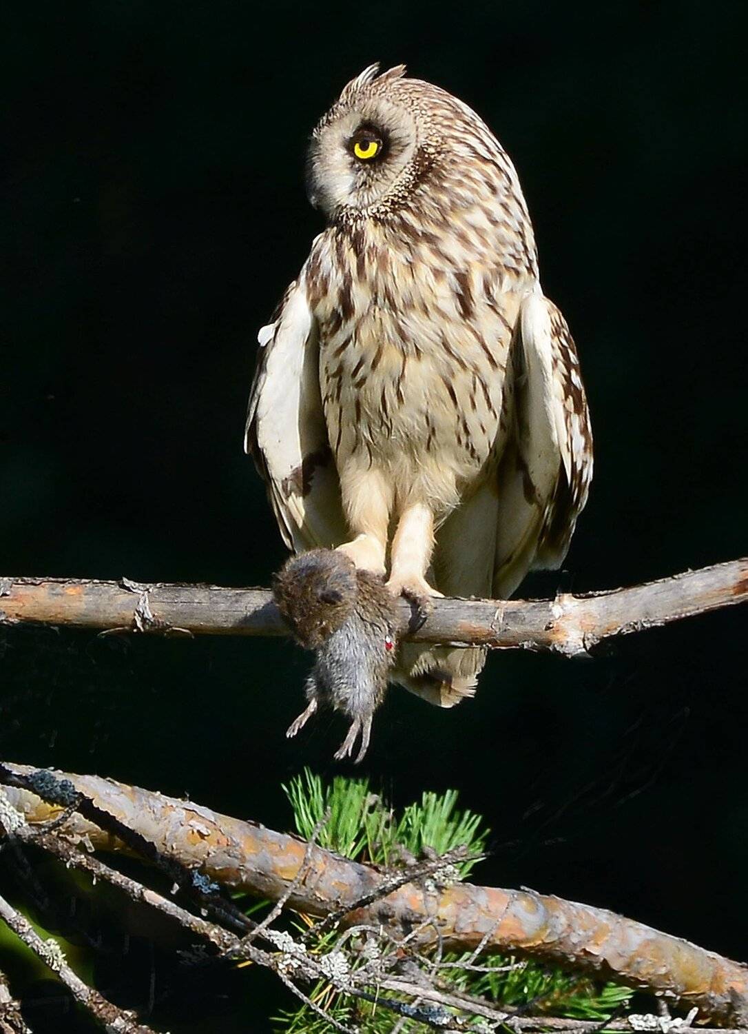 , Михаил Белоусов