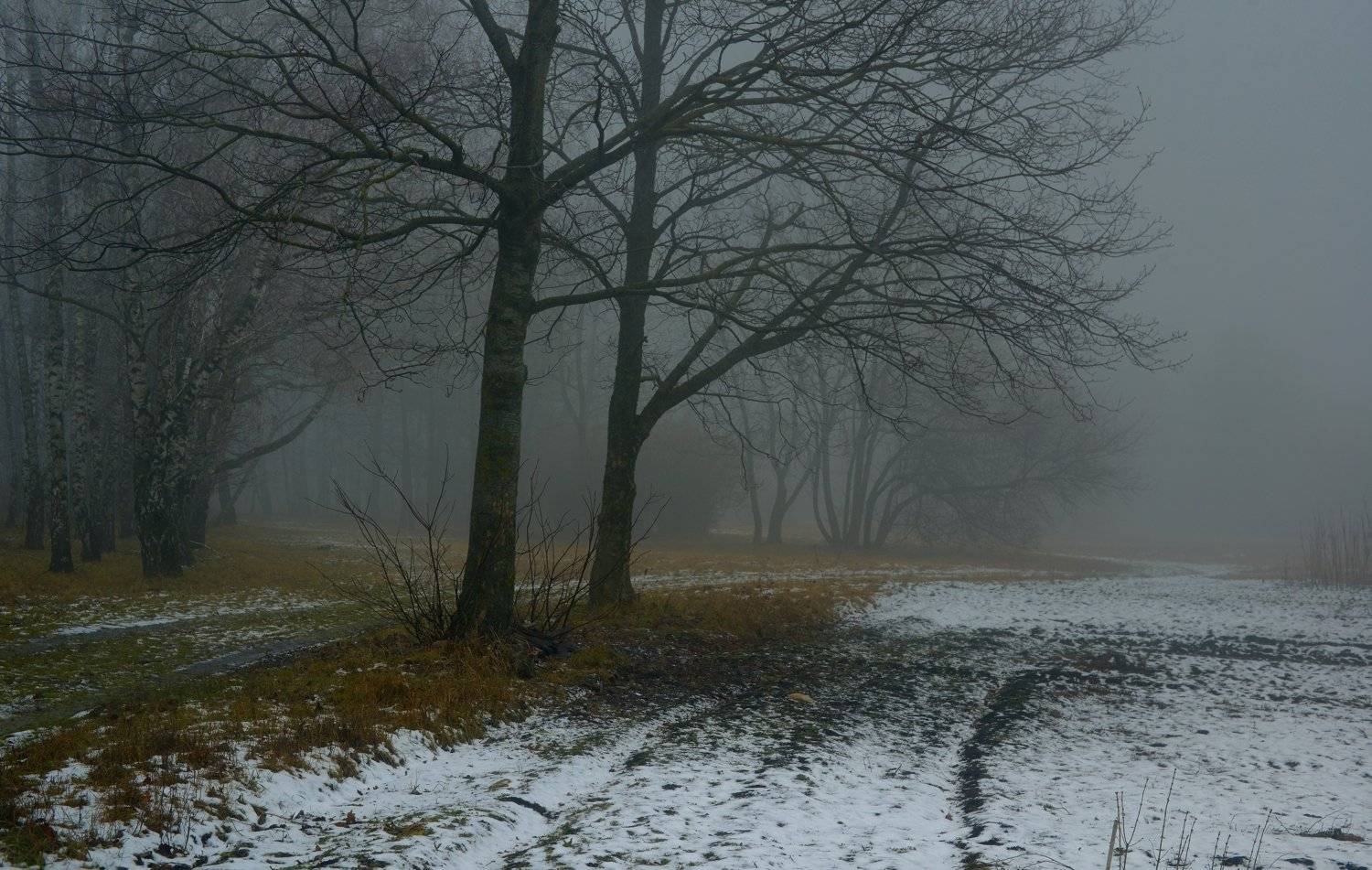 зима утро туман, Александр Жарников