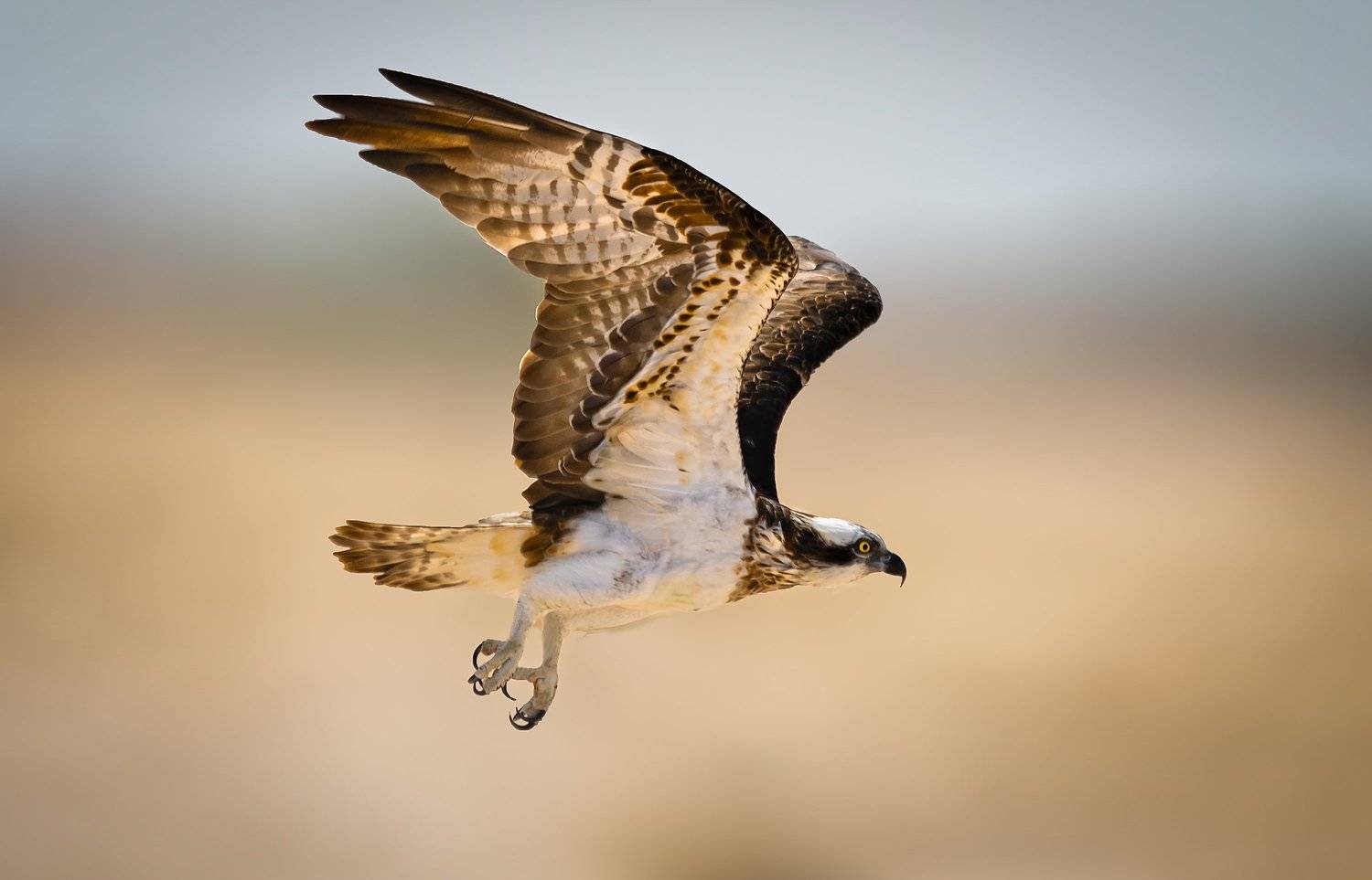 , Khalid Al-Wadhaihi