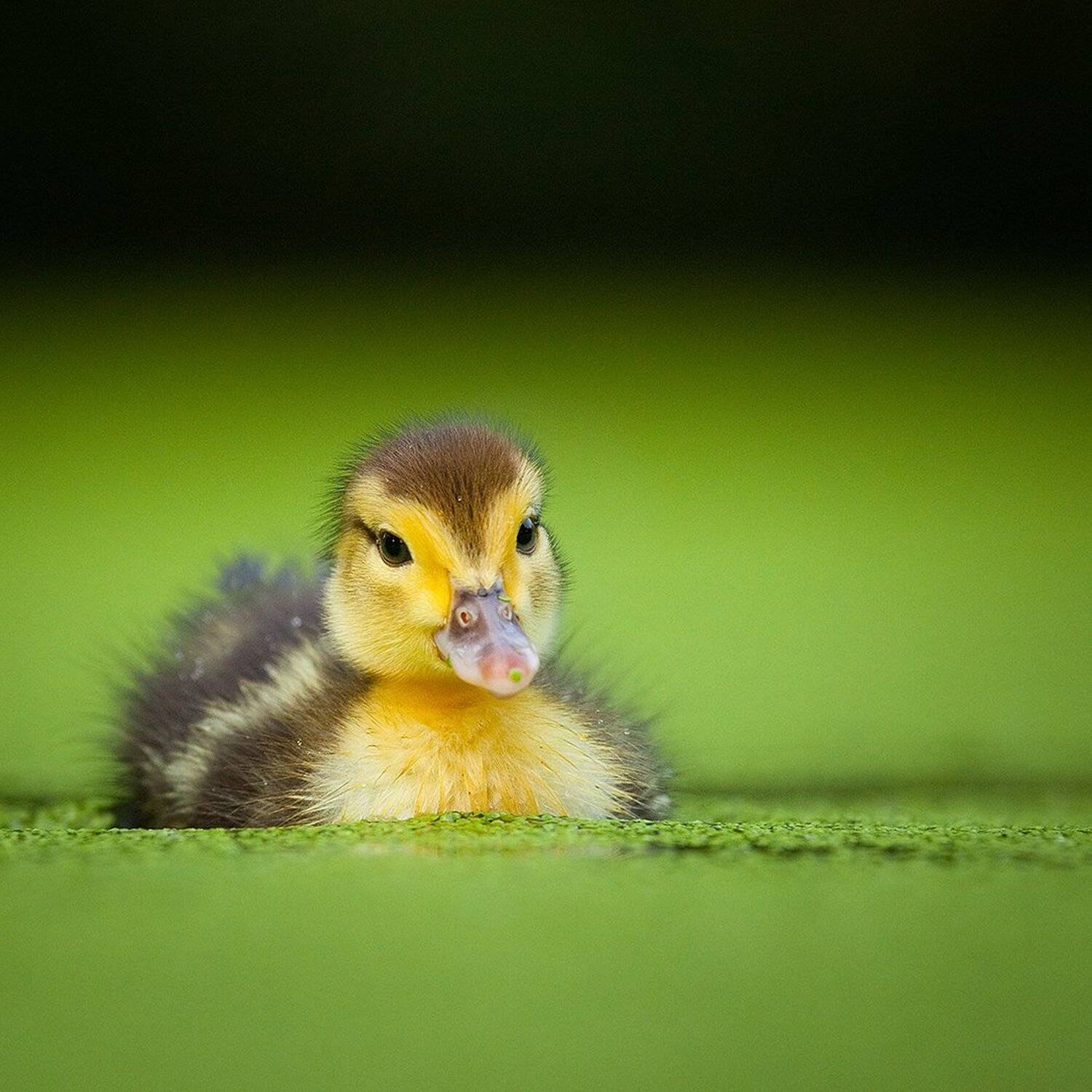 , Robert Adamec