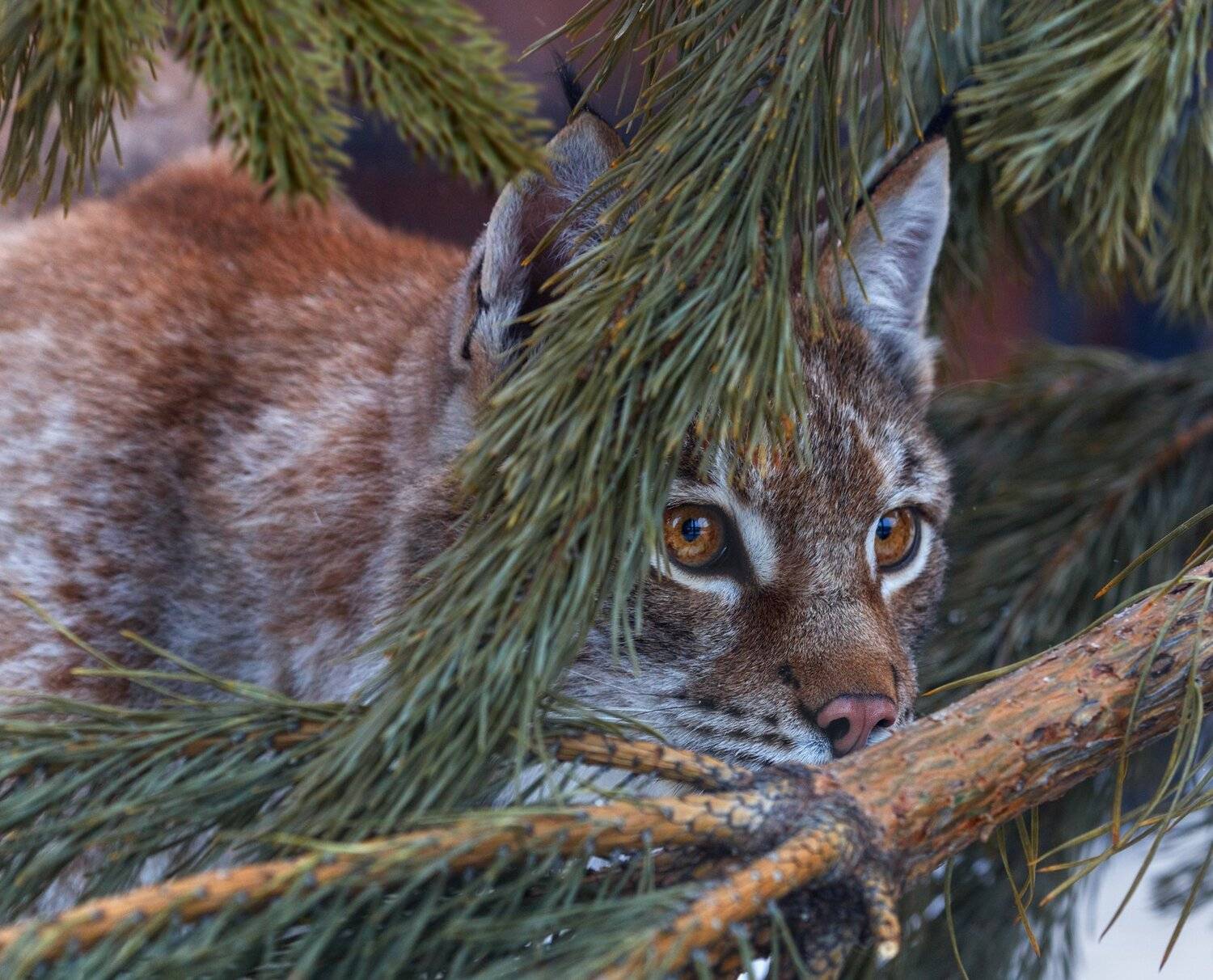 , Олег Богданов