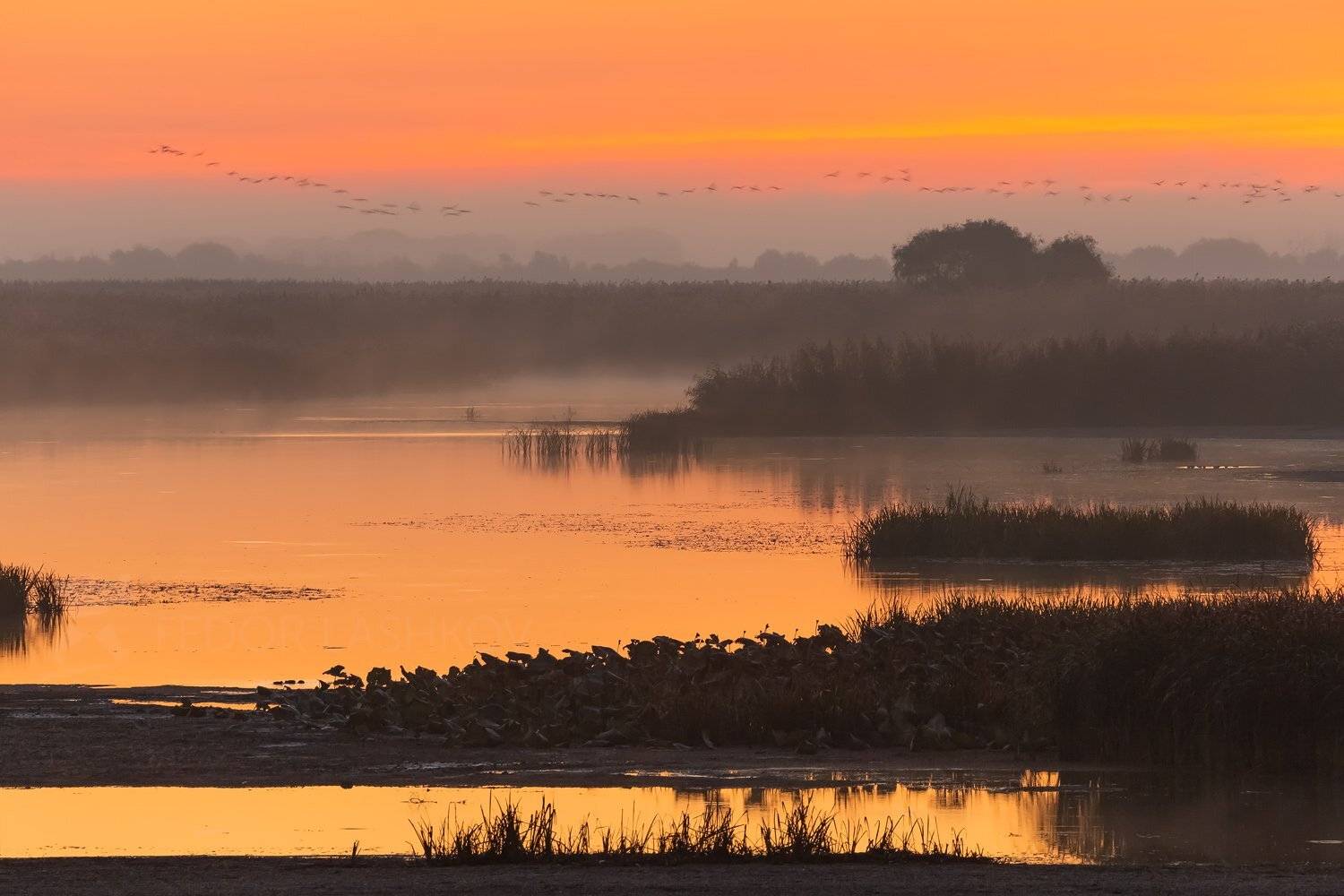 астраханский заповедник, астраханская область, дельта волги, река, волга, заповедник, рассвет, заря, небо, остров, тростник, култучная зона, птицы, бакланы, туман, осень,, Лашков Фёдор