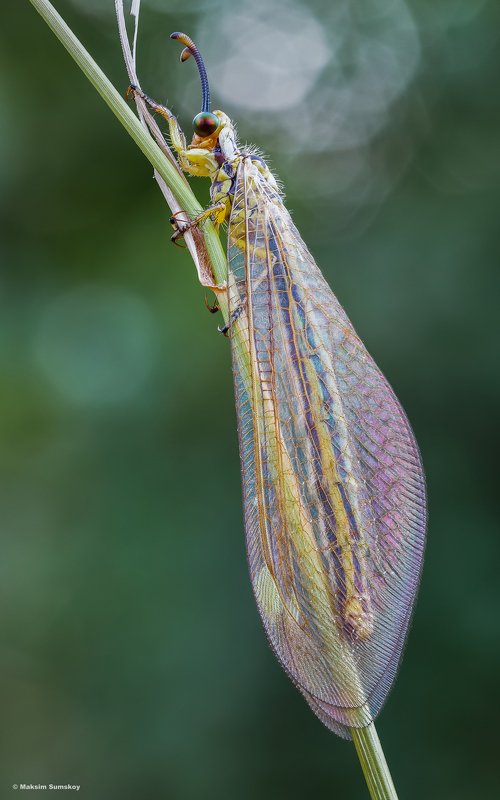 муравьиный лев фото превью