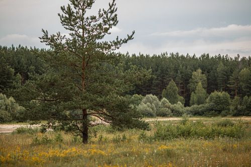 Молодые сосны...2