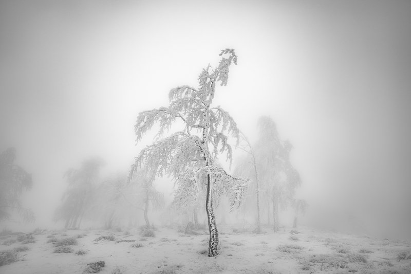 White detention фото превью