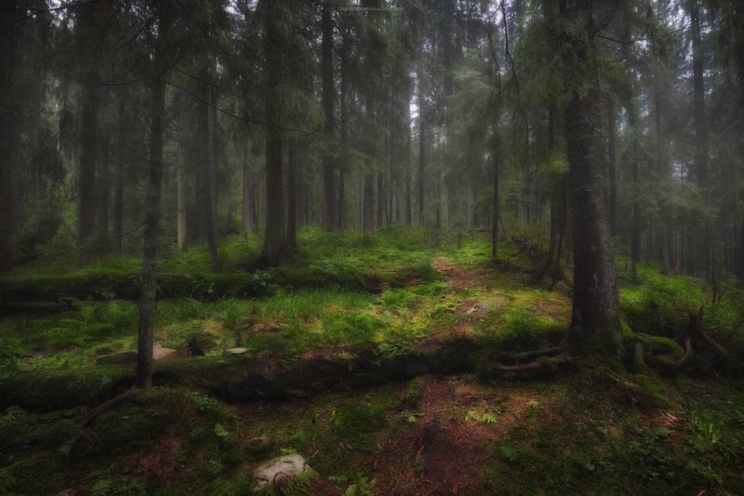 горы, карпаты, тропа, мох, деревья, лес, природа, туман, Slava Lucky