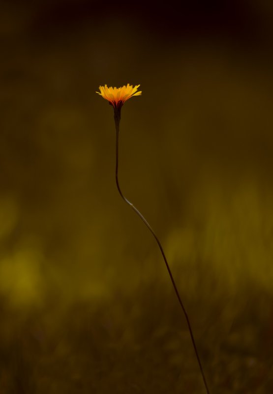 природа На тонкой линии. фото превью