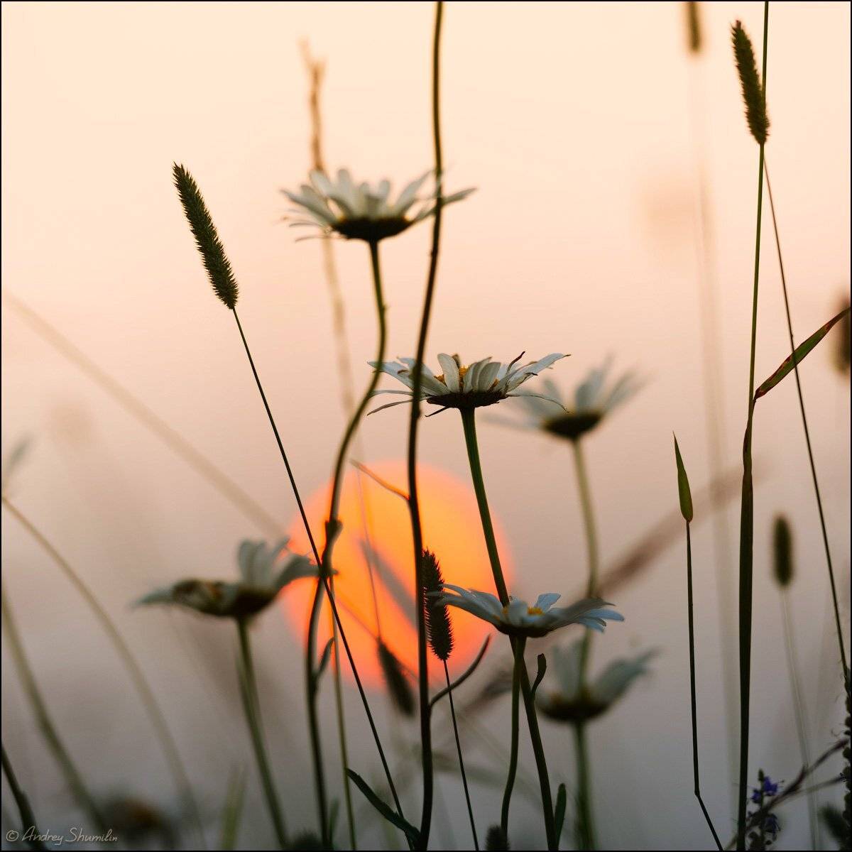 , Андрей Шумилин