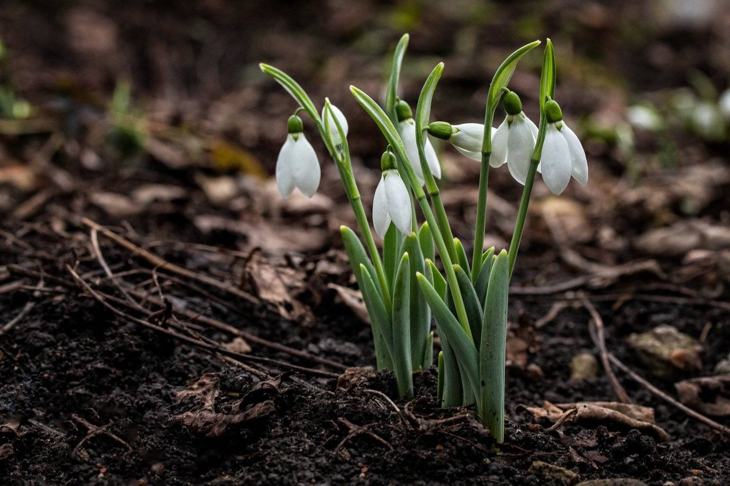 , Бистра Стоименова