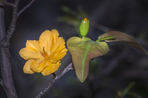Ochna integerrima