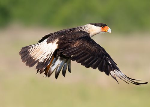 Каракара - Crested Caracara