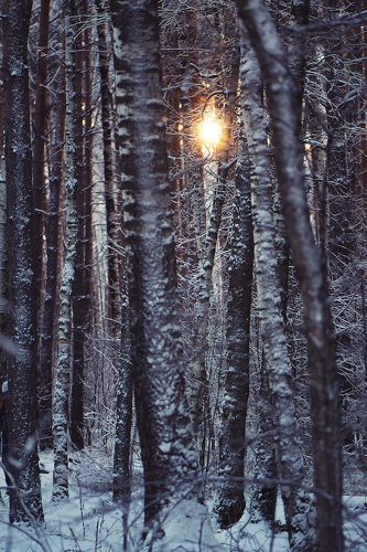 Графика зимнего леса