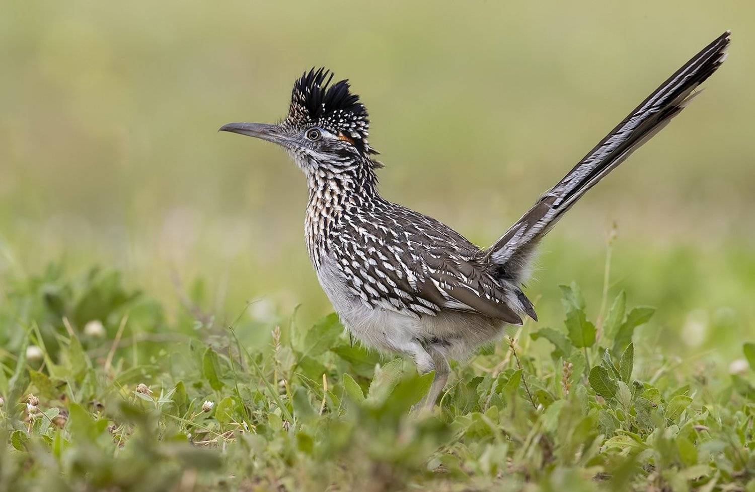 greater roadrunner, roadrunner, tx, texas, Elizabeth Etkind