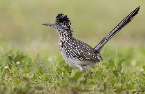 Greater Roadrunner - Калифорнийская земляная кукушка.