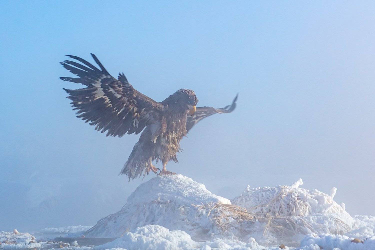 камчатка, орел, природа, путешествие, фототур, птицы, зима, Денис Будьков