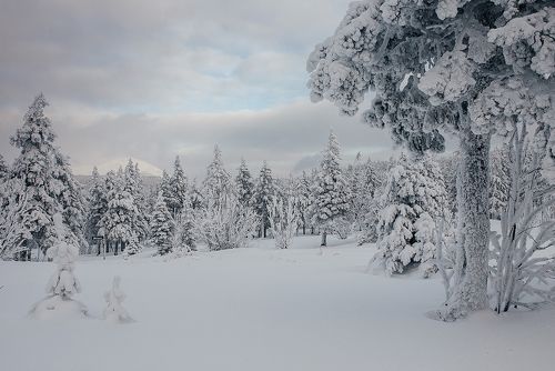 Снежное царство