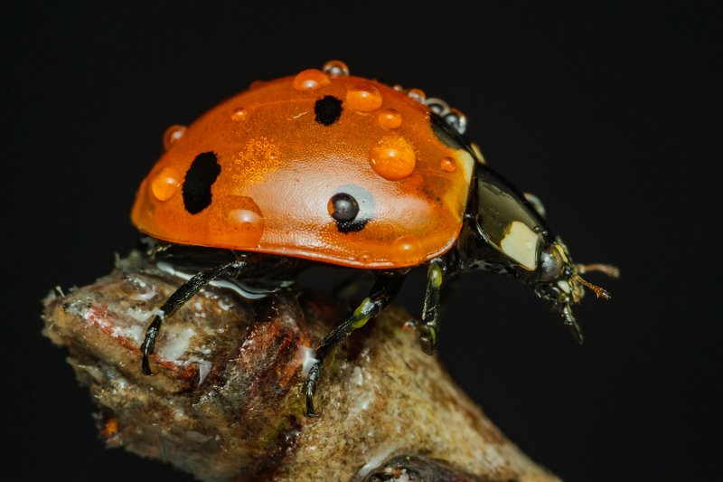 Семиточечная коровка фото превью