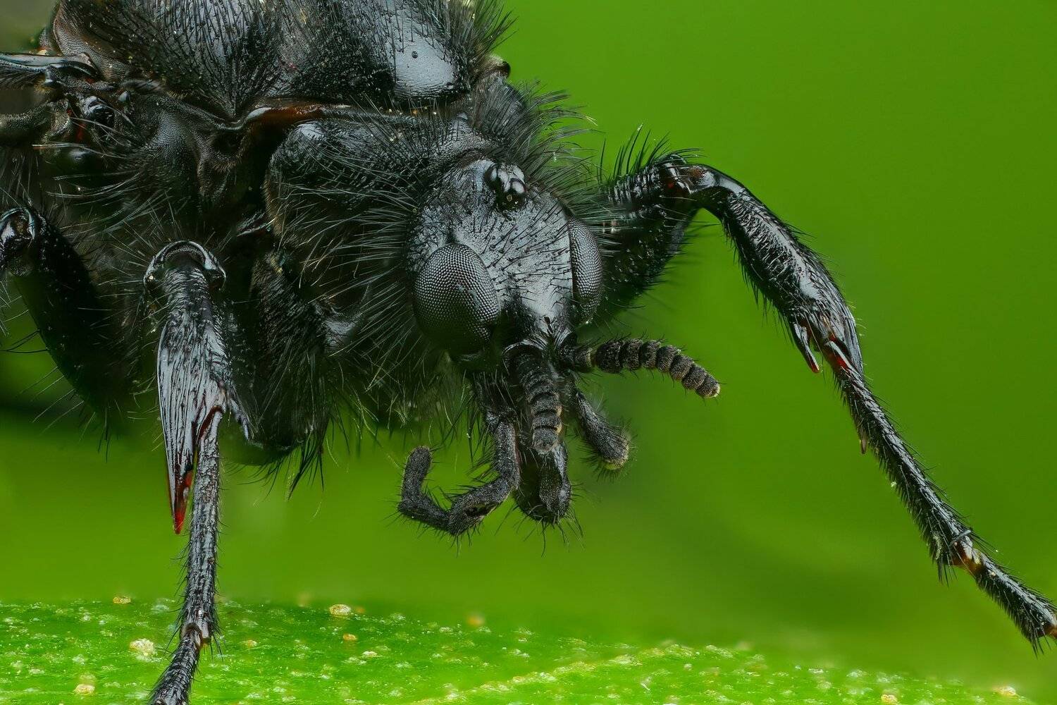 комар портрет макро природа цвет зеленый растение, Андрей Шаповалов