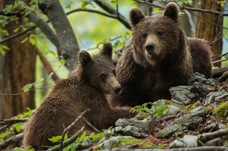 brown bear hide photography Slovenia Exploring world under mother supervision фото превью